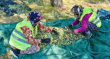 Burhaniye’de Zeytin Hasadı Başladı