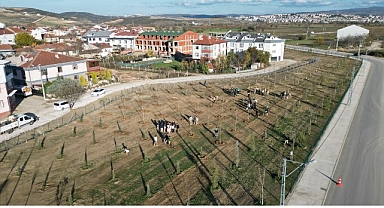 572 Fidanlı Koruluk Akhisar’a Nefes Olacak