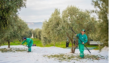 Milas Belediyesi Zeytin Hasadına Başladı